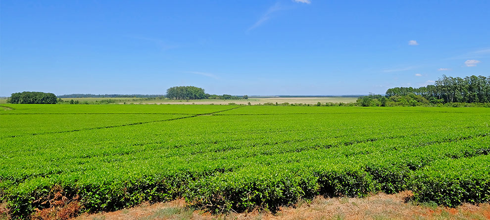 Tea Travels – Argentina