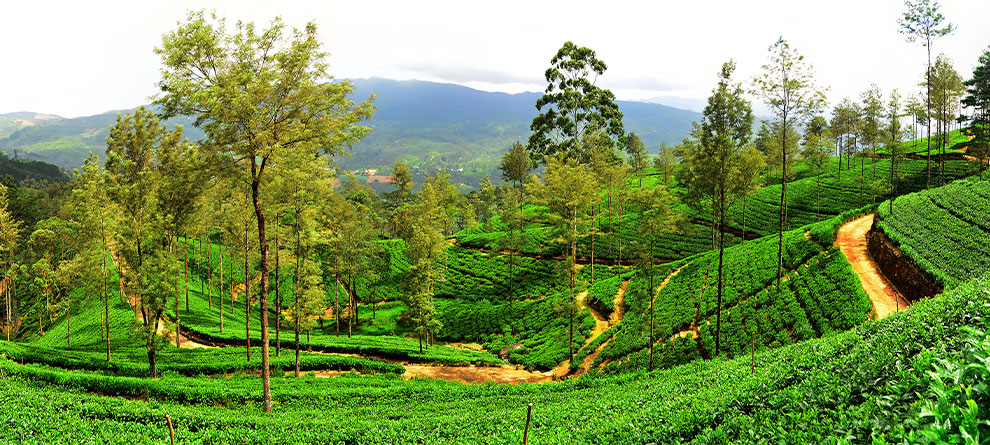 Tea Travels – India